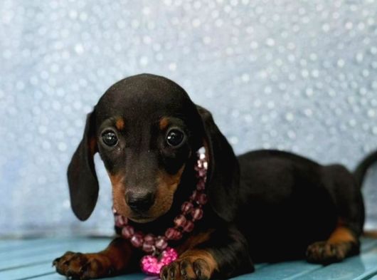 Siyah Dachshund Yavru Dakhund Sosis Köpek