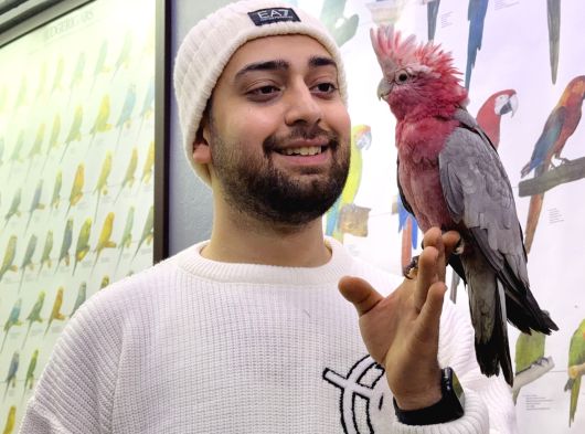 2025 Kapali Bi̇lezi̇kli̇ Gül Kakadu Papağanimiz görsel