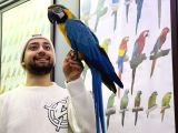 FULL EĞİTİMLİ KONUŞAN ARA MACAW PAPAĞANIMIZ