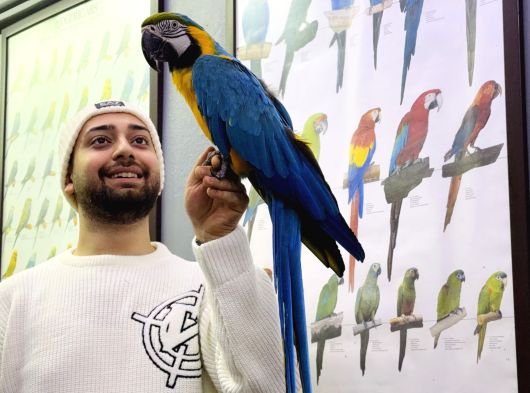 Full Eği̇ti̇mli̇ Konuşan Ara Macaw Papağanimiz