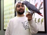 100 KELİME KONUŞAN EVCİL JAKO PAPAĞANIMIZ