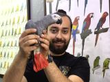 FULL EVCİL 100 KELİME KONUŞAN JAKO PAPAĞANIMIZ
