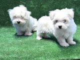 MALTESE TERRİER YAVRU