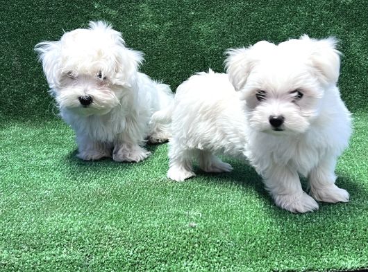 Maltese Terri̇er Yavru