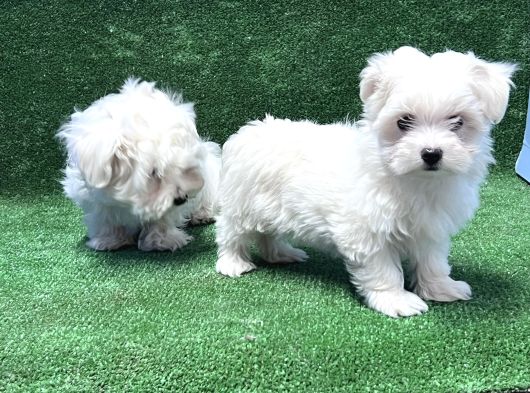 Maltese Terri̇er Yavru görsel