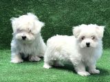 Maltese Terri̇er Yavru