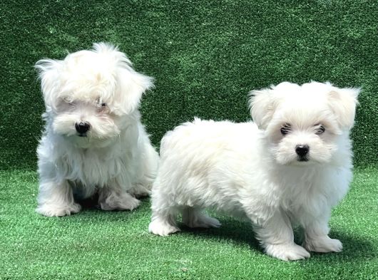 Maltese Terri̇er Yavru görsel