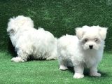 Maltese Terri̇er Yavru