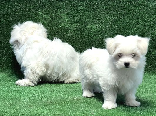 Maltese Terri̇er Yavru görsel
