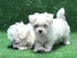 Maltese Terri̇er Yavru