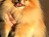 Yetişkin Aşıları Tam Teacup Pomeranian Boo