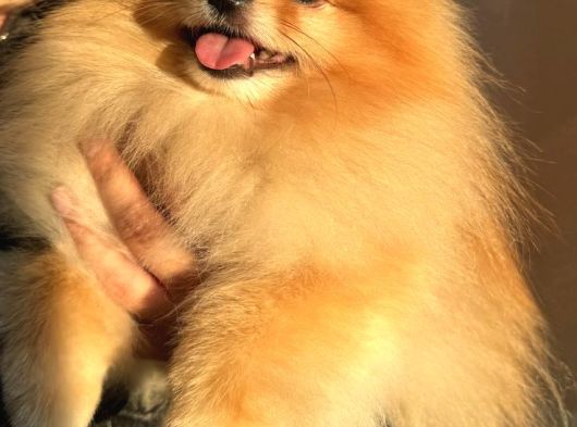 Yetişkin Aşıları Tam Teacup Pomeranian Boo görsel