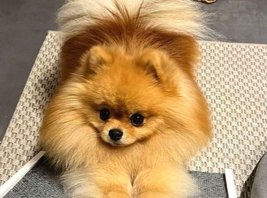 Yetişkin Aşıları Tam Teacup Pomeranian Boo görsel