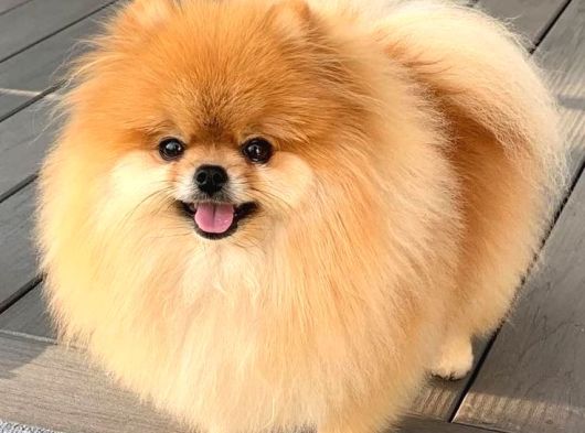 Yetişkin Aşıları Tam Teacup Pomeranian Boo