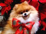 Yetişkin Aşıları Tam Teacup Pomeranian Boo