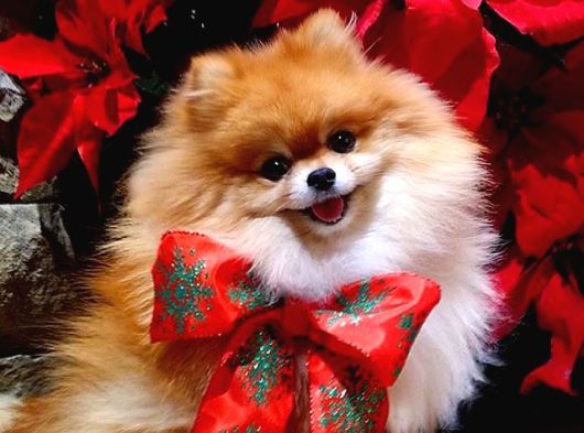 Yetişkin Aşıları Tam Teacup Pomeranian Boo görsel