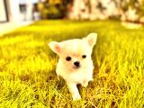 Sevi̇mli̇ Ve Eği̇ti̇mli̇ Chihuahua Yavrular