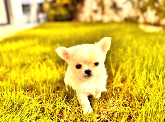 Sevi̇mli̇ Ve Eği̇ti̇mli̇ Chihuahua Yavrular görsel
