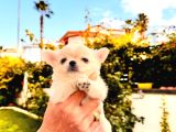 Sevi̇mli̇ Ve Eği̇ti̇mli̇ Chihuahua Yavrular