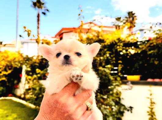 Sevi̇mli̇ Ve Eği̇ti̇mli̇ Chihuahua Yavrular görsel