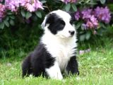 Border Collie Irkının En Güzelleri