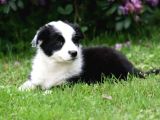 border collie ırkının en güzelleri