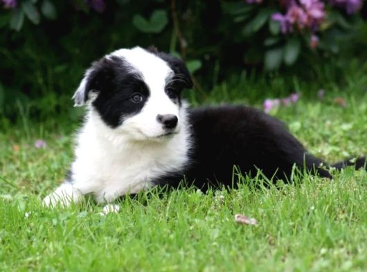 Border Collie Irkının En Güzelleri