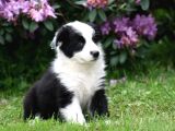 Border Collie Irkının En Güzelleri