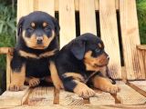 Macar Koca Kafa Rottweiler Yavrular