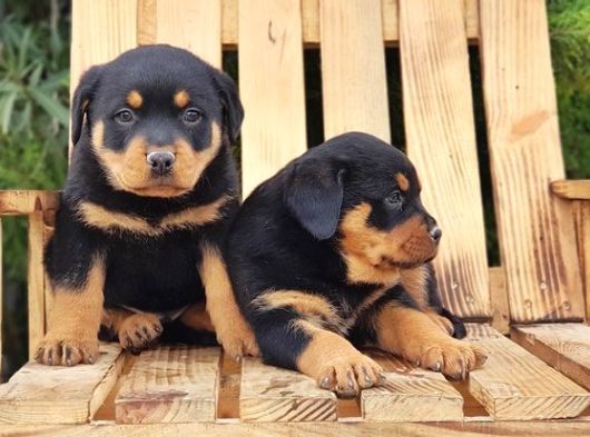 macar koca kafa rottweiler yavrular