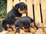 Macar Koca Kafa Rottweiler Yavrular