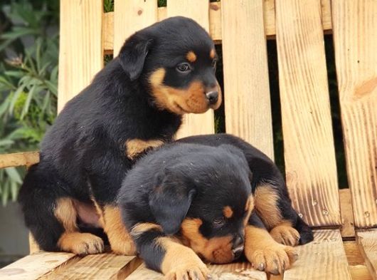 Macar Koca Kafa Rottweiler Yavrular görsel