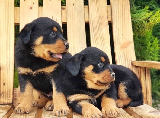 Macar Koca Kafa Rottweiler Yavrular görsel