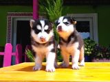 HUSKY SİBİRYA KURDU