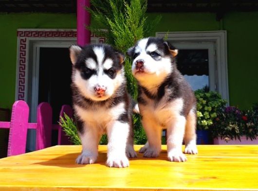 Husky Si̇bi̇rya Kurdu