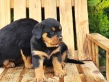 Macar Koca Kafa Rottweiler Yavrular