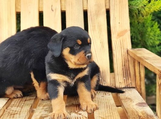 Macar Koca Kafa Rottweiler Yavrular görsel