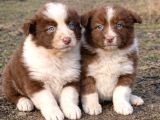 Bordercollie yavrular