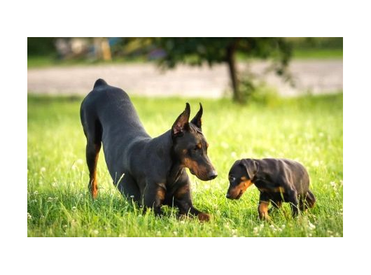 Ki̇ng Boy Mükemmel Doberman Yavrular görsel