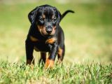 Ki̇ng Boy Mükemmel Doberman Yavrular