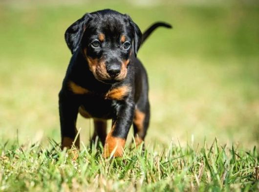 Ki̇ng Boy Mükemmel Doberman Yavrular görsel