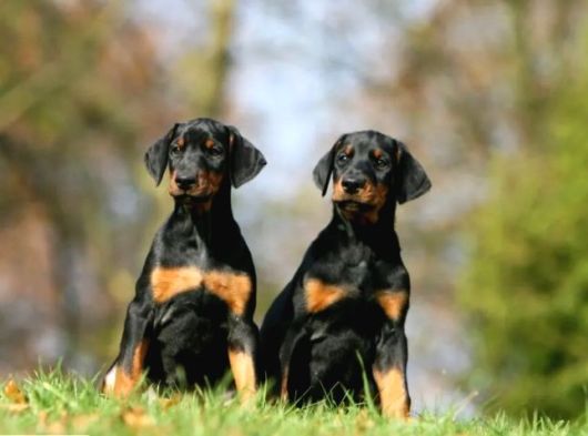 Ki̇ng Boy Mükemmel Doberman Yavrular