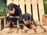 Macar Koca Kafa Rottweiler Yavrular