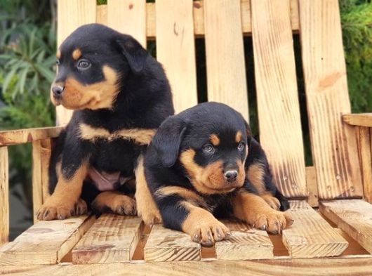 Macar Koca Kafa Rottweiler Yavrular görsel