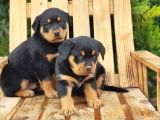 Macar Koca Kafa Rottweiler Yavrular