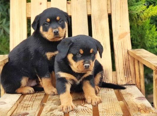 Macar Koca Kafa Rottweiler Yavrular görsel