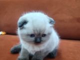 Cepten Ulasin Scotti̇h Bebi̇şler Her Renk
