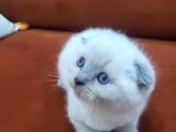 Cepten Ulasin Scotti̇h Bebi̇şler Her Renk