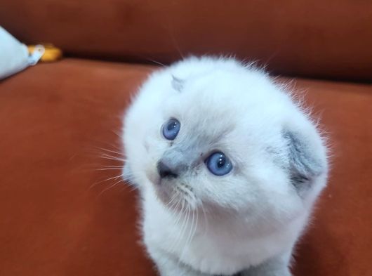 Cepten Ulasin Scotti̇h Bebi̇şler Her Renk görsel