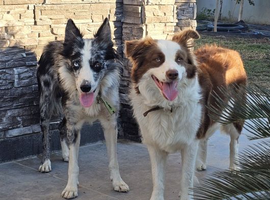 Border Collie görsel